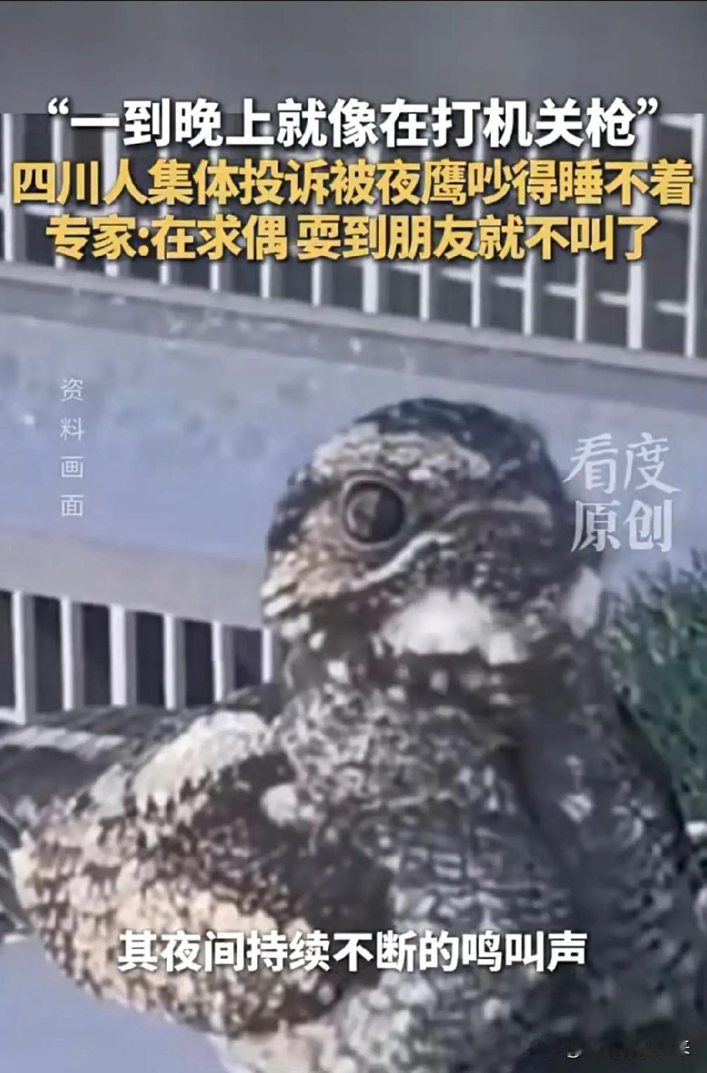 深夜“机关枪声”响彻四川多城，居民集体崩溃：求求你，快找个对象吧！这届年轻人