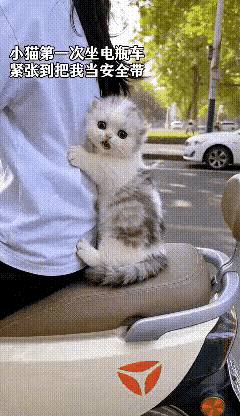 谁能顶得住这么可爱的修猫咪！第一次坐车的模样，直接治愈所有人！小家伙平生第