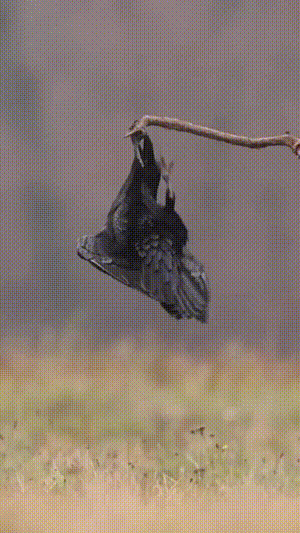 大爷再这么练下去老太太们就容不下您了