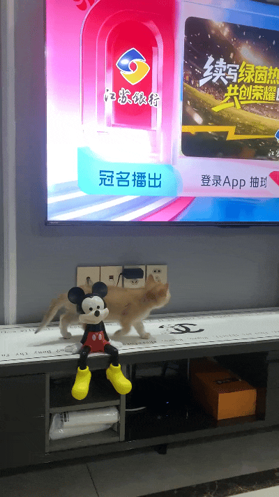 看到这个视频我直接笑出声！小橘猫眼睛直勾勾盯着电视，连路都顾不上看，迈着小