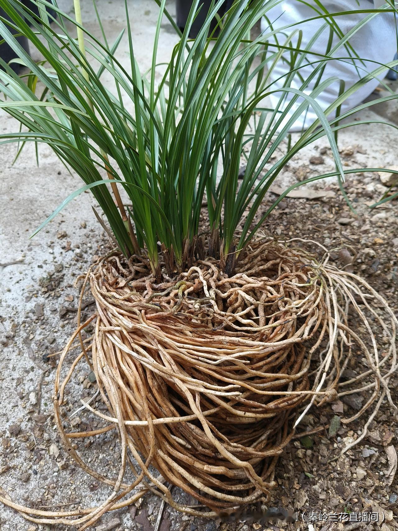 你知道兰花爆根开花的秘籍吗自然种植，腐叶土加石子，加上日常管理技巧，4年时间爆盆