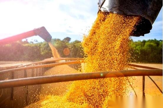 6.9万吨大豆，从巴西漂洋过海运过来。你猜怎么着？里面竟然掺了一堆用农药处理过