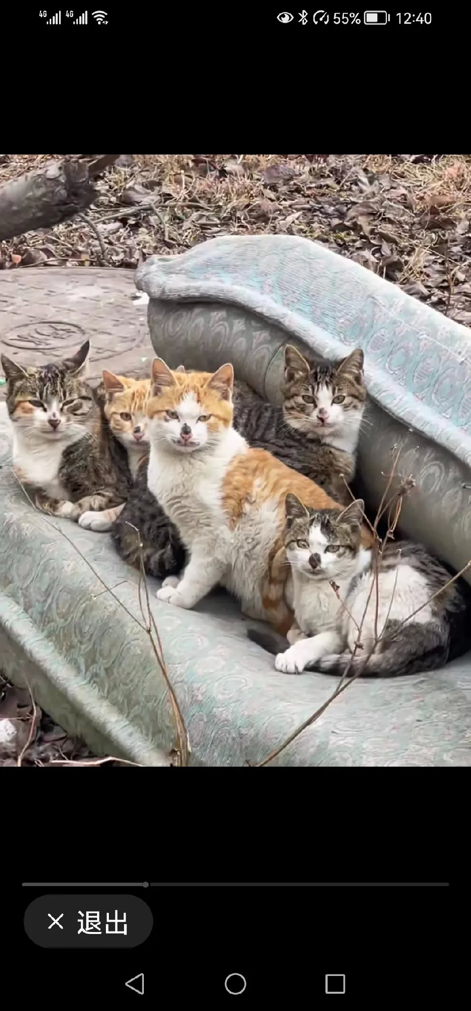 在外面发现一家五口的流浪猫，在严寒的冬季，它们抱团取暖，呆呆的看着这个世界，眼眼