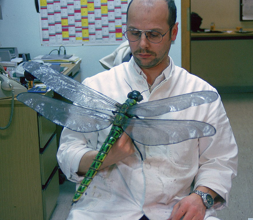 一只翼展70厘米的远古巨型鹫蜓，如果活到今天，也完全能在我们现有的空气里自由穿梭