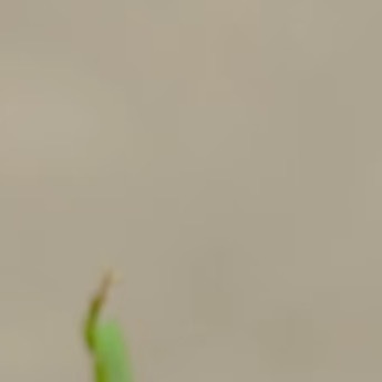 0000谷鸢尾种植1、环境：谷鸢尾喜光照充足、通风良好的环境，宜种植于向阳且空气