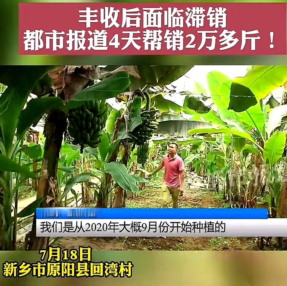 我摊牌了，我装不了了。每次看到有人吐槽水果贵，或者一脸惊讶地问“啊？河南还产香