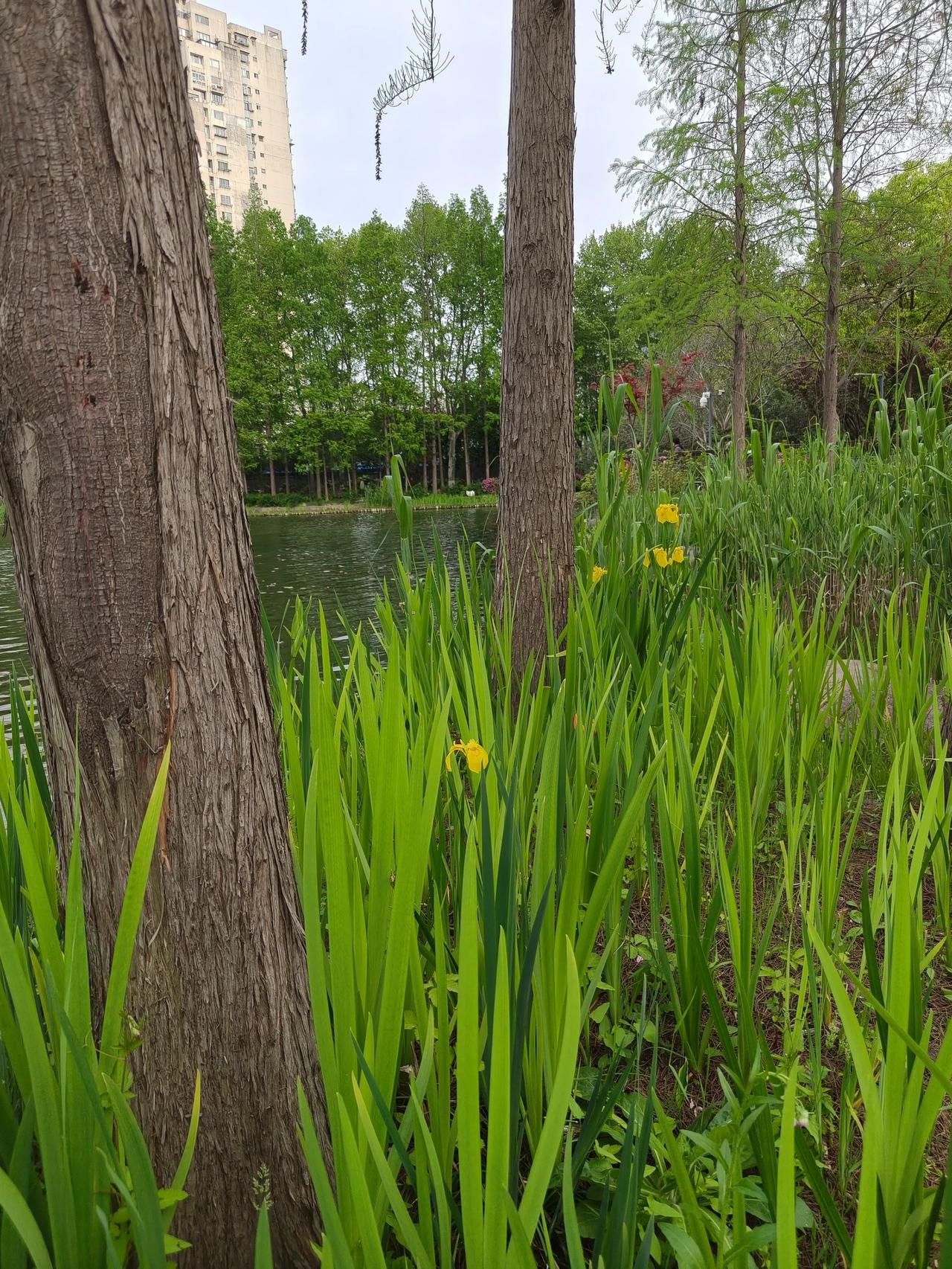 春日美景随手拍实景图分享！退休了没事公园走走也不错~多看看花草🌿眼睛?