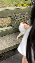 猫咪捕猎：草地上几只鸽子，还有一只松鼠，正在找东西吃，大家也都在围观，包括一只猫