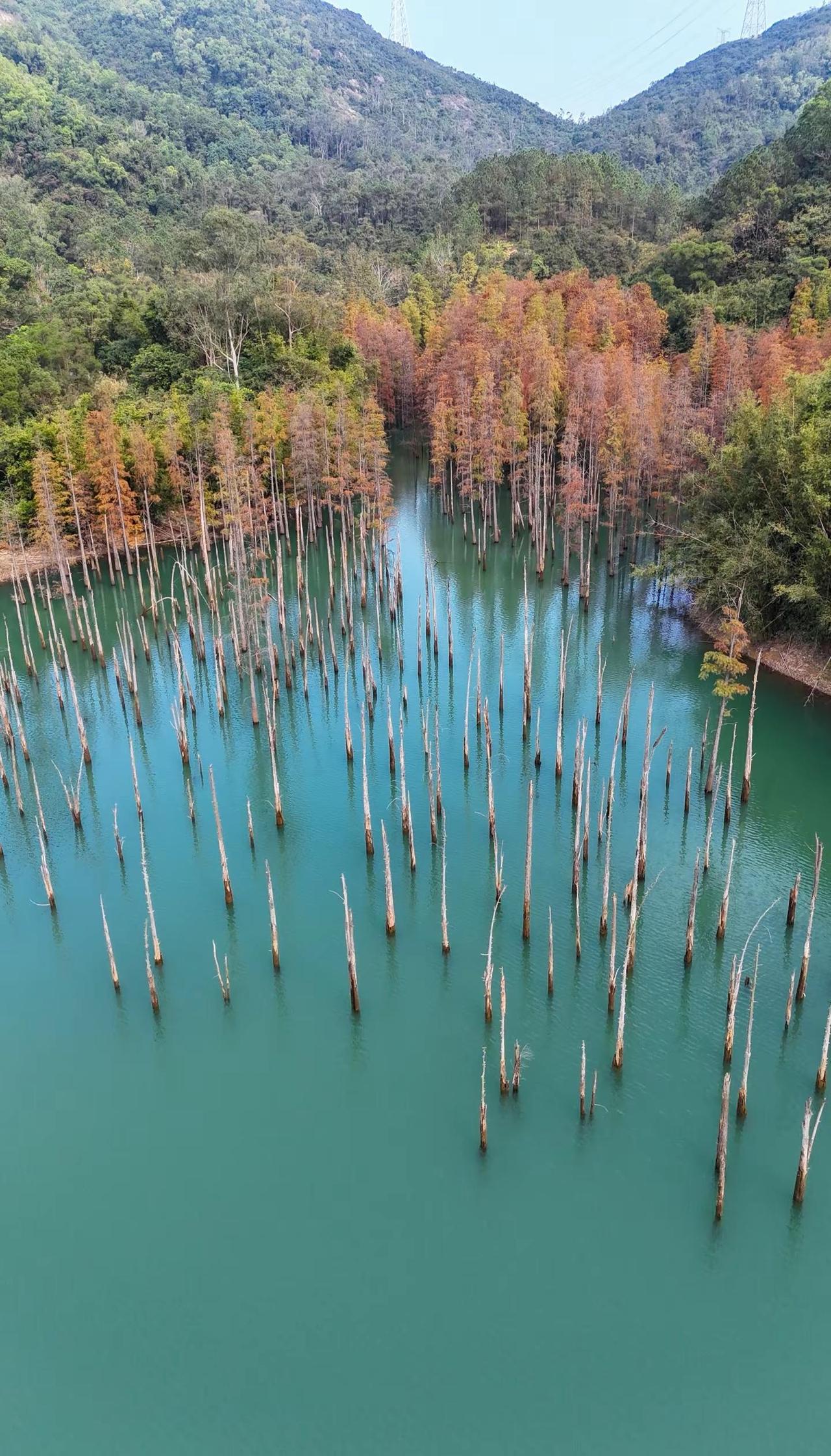 石寨水库|彩色落羽杉进入倒计时？年冬季，落羽杉变红，就自然形成大自然调色盘传