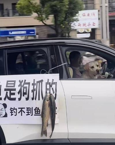 不如直接加鸡腿！这个主人对自己的狗也太好了吧！虽然自己没钓到鱼，但一点不影响自
