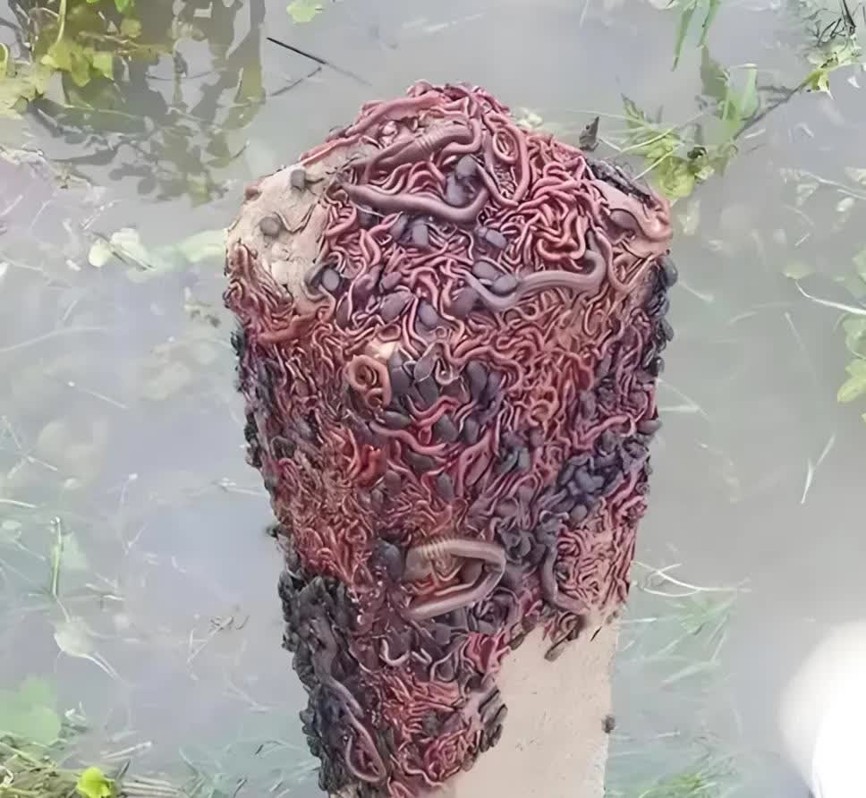 这些生物好吓人呀这几天下大暴雨河水大涨后刚退我去河边去钓鱼就看到