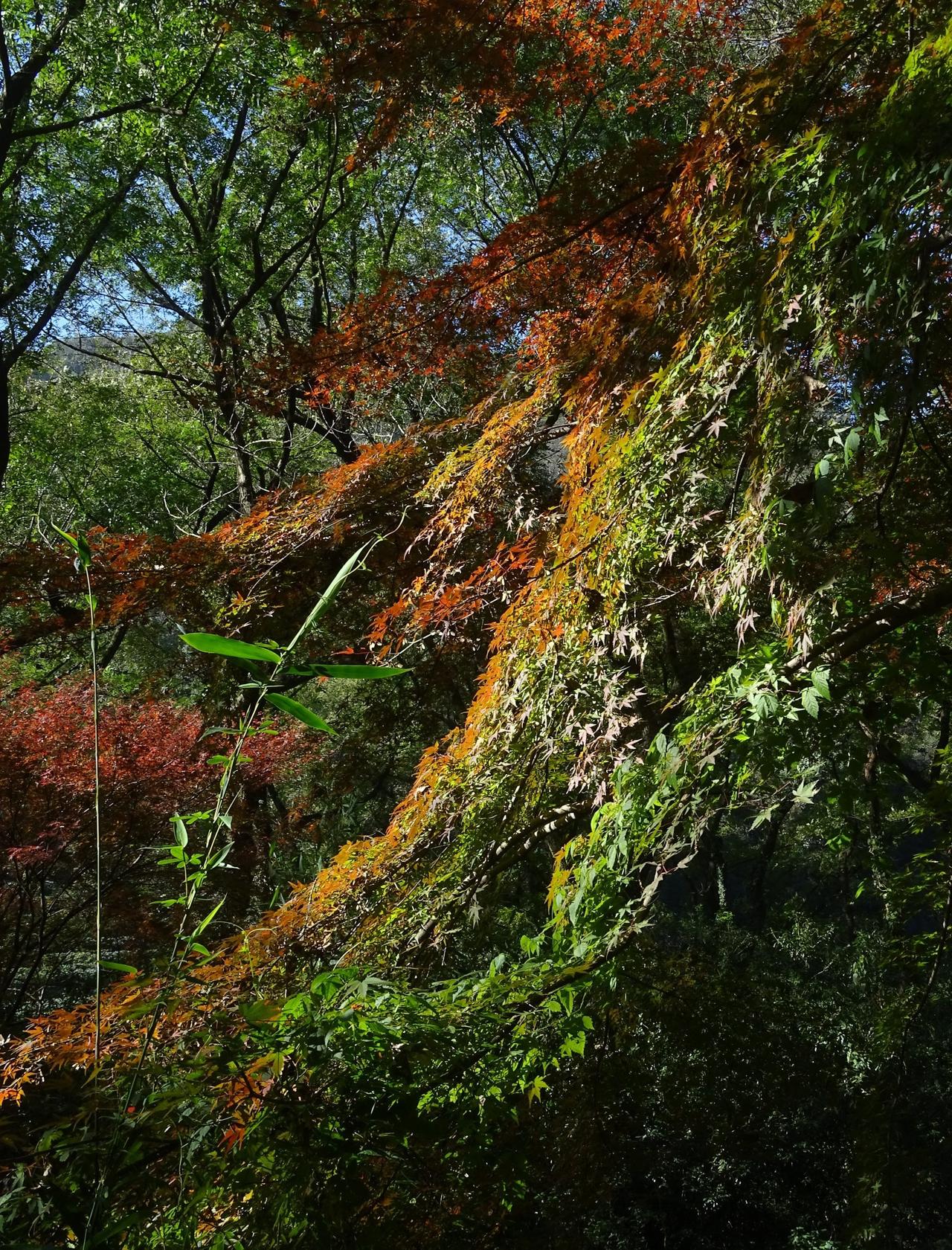 红叶胜花📍杭州九溪烟树-休息亭又到了九溪的高光时刻，红橙黄绿，深浅浓淡，