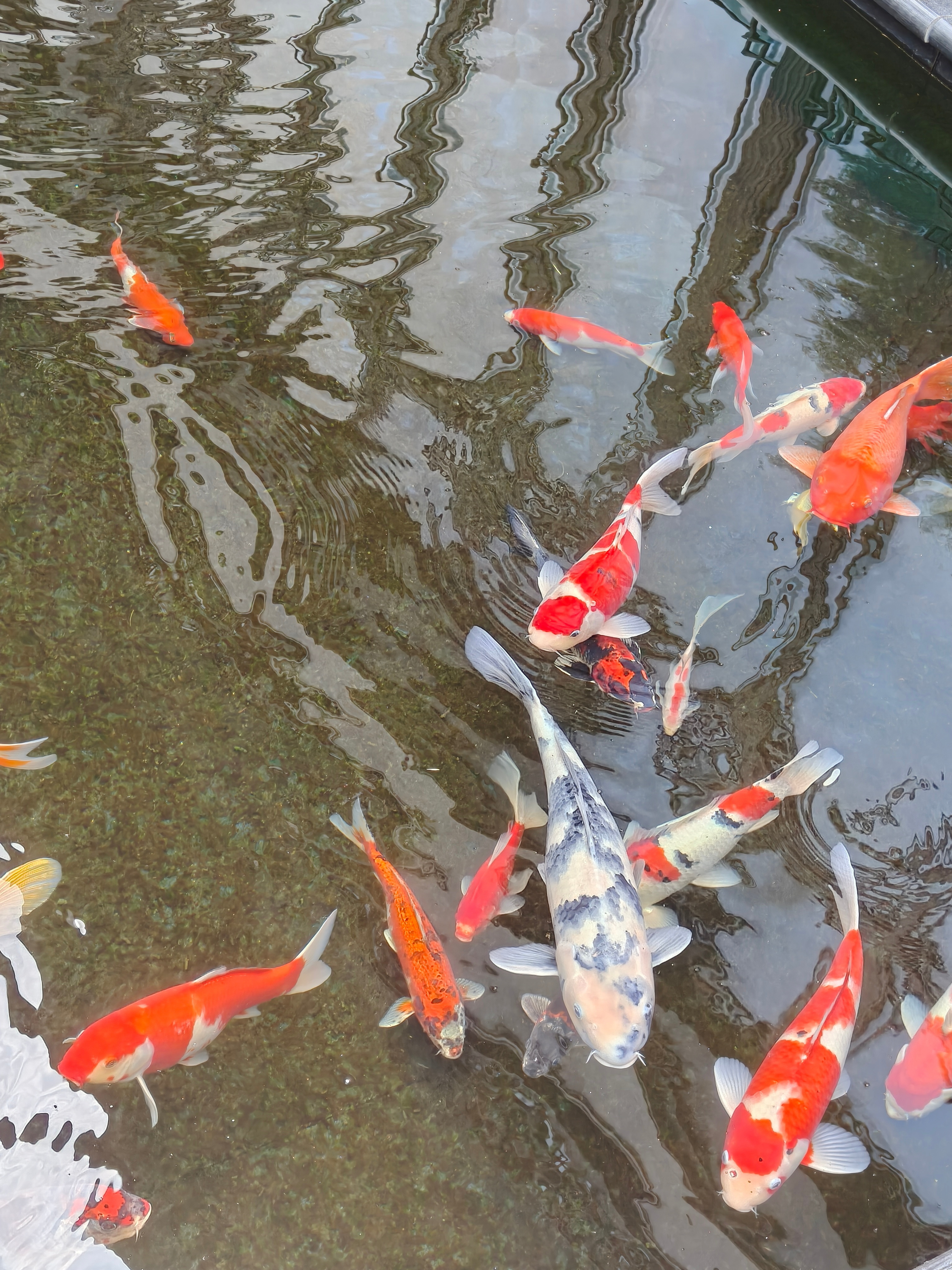 青花瓷锦鲤，见者好运