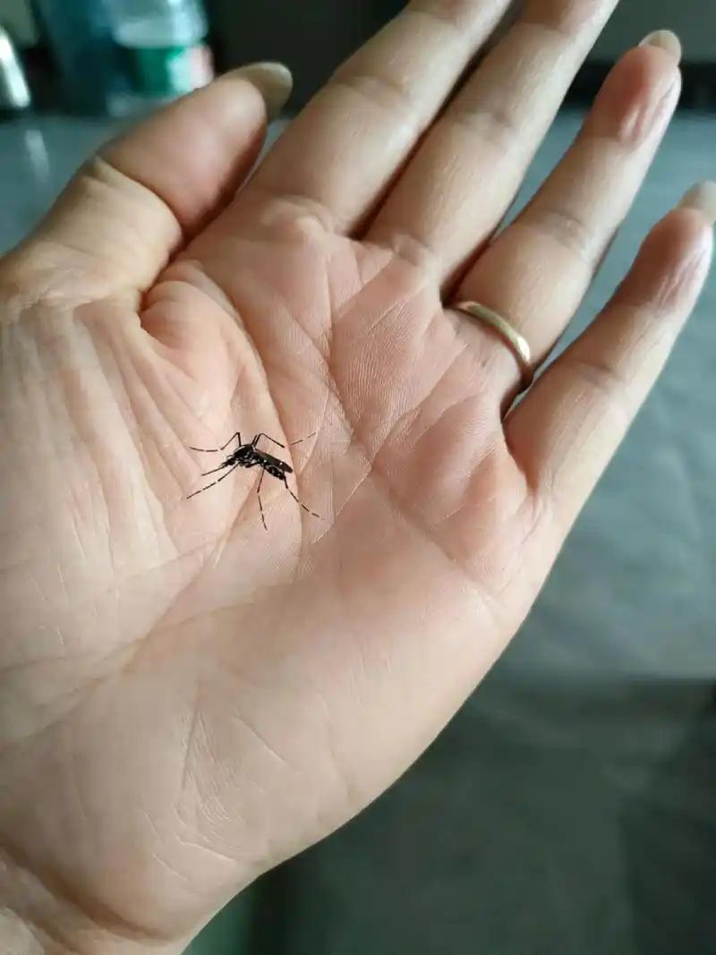 浅谈蚊子的由来关于蚊子的由来，传说很多。有一种说法是，蚊子是由死