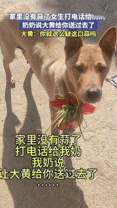 奶奶派大黄送蒜狗狗满脸无奈走红全网广西女生做饭缺蒜。一个电话打给奶奶。奶