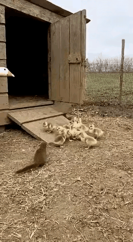 这猫也太飒了！黄鼠狼偷偷叼走小鹅正要溜，没想到猫咪突然杀出，直接