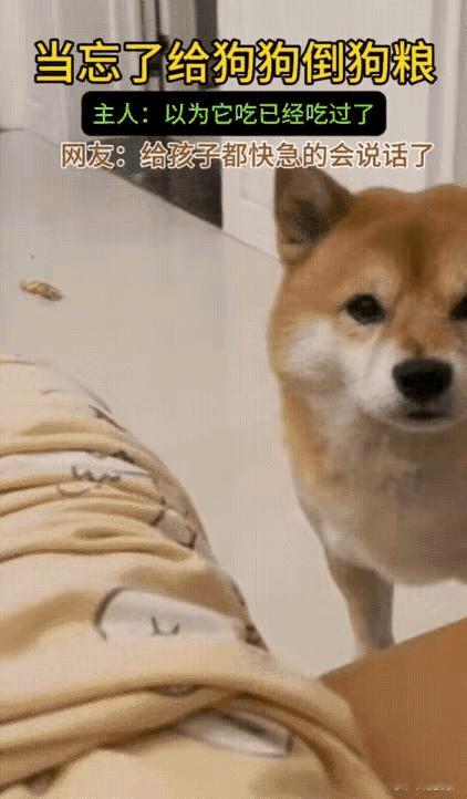 谁懂啊！河南这只狗子简直把“反向沟通”玩明白了，养宠的快乐根本不是