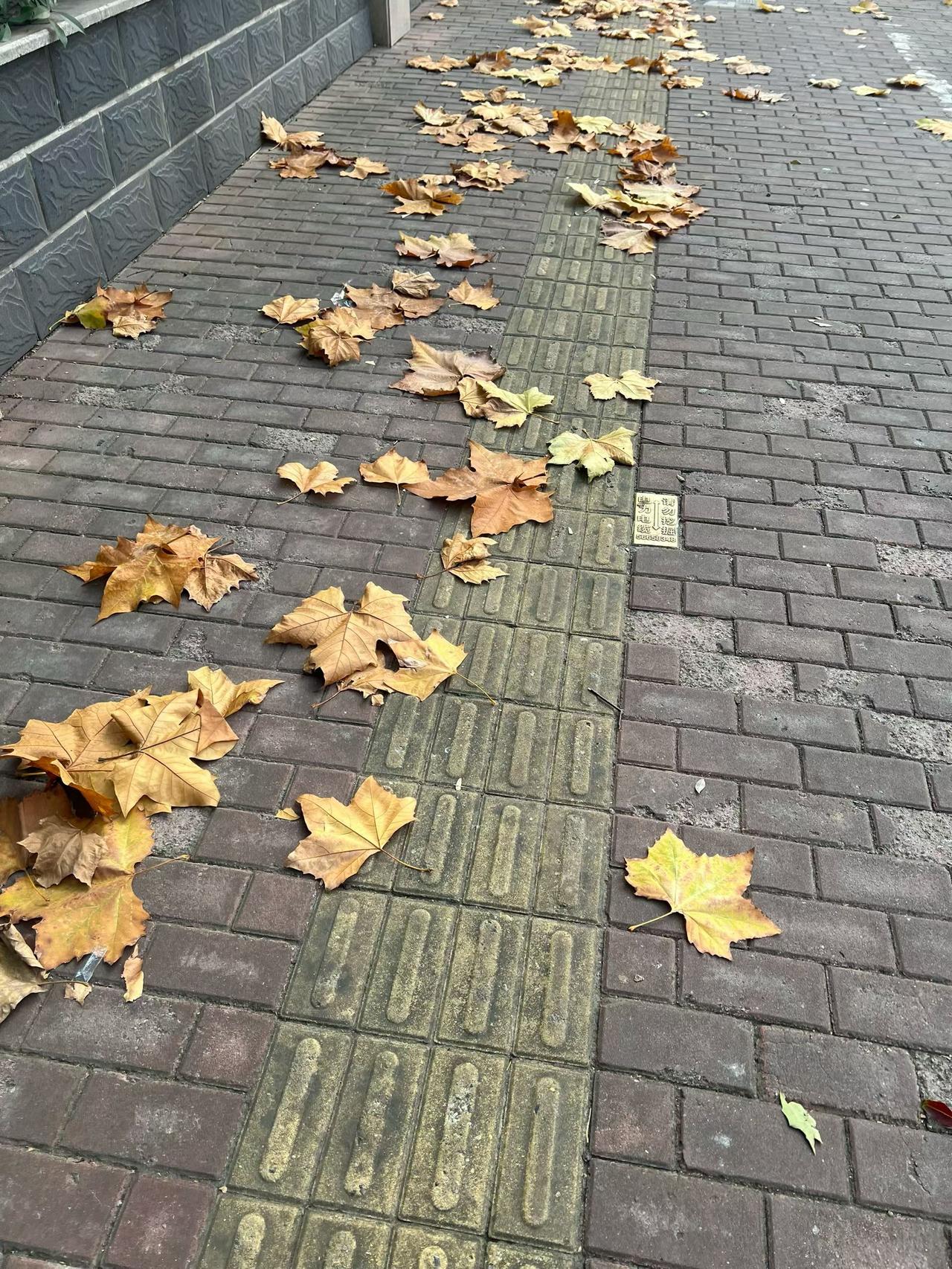 微风吹过，梧桐落叶轻舞，诉说着，秋日的私语。人之一生，所有相遇皆是缘分。善缘