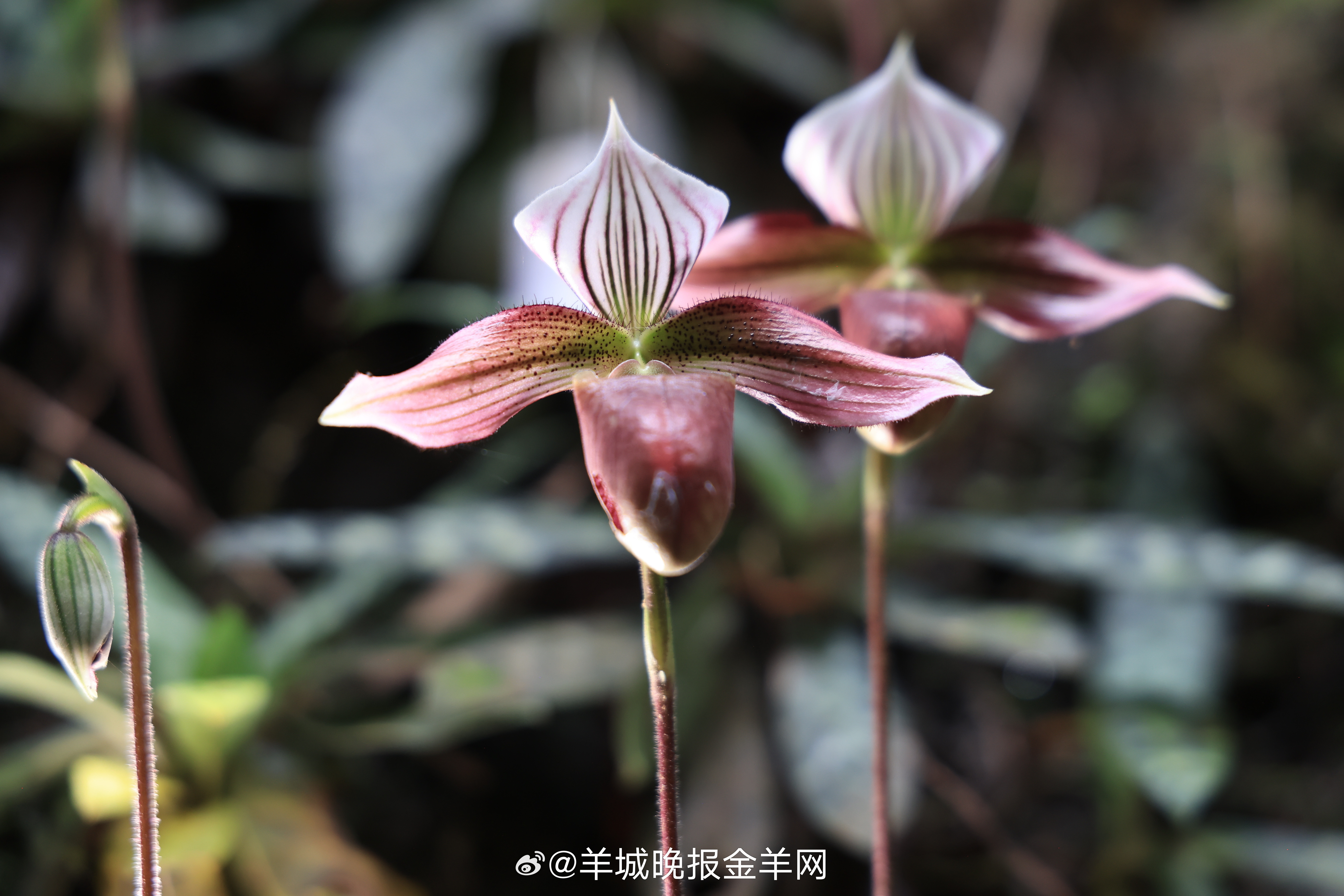 #晚安#前路或许会有坎坷，出发未必立刻有结果，但往前走本身就有意义。只要一直在路