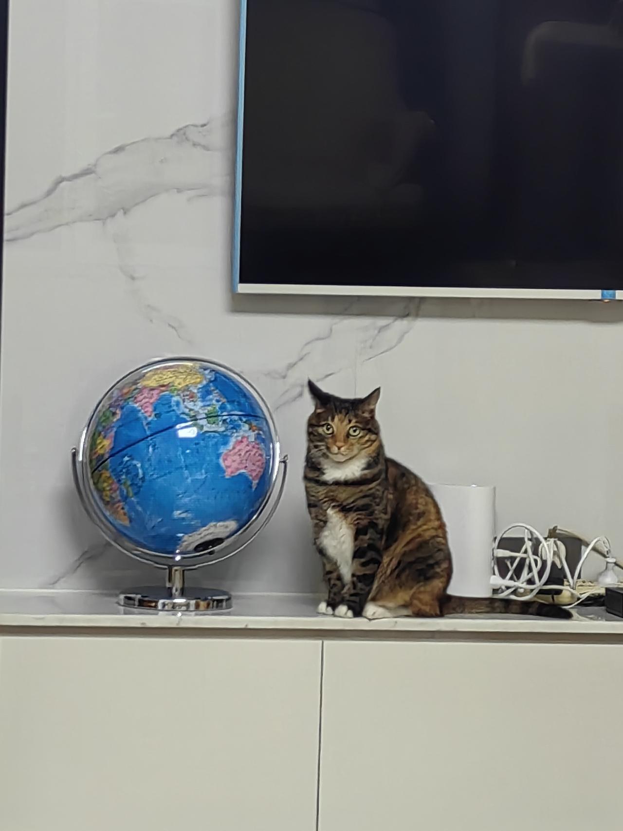 分享一张你家猫咪的照片