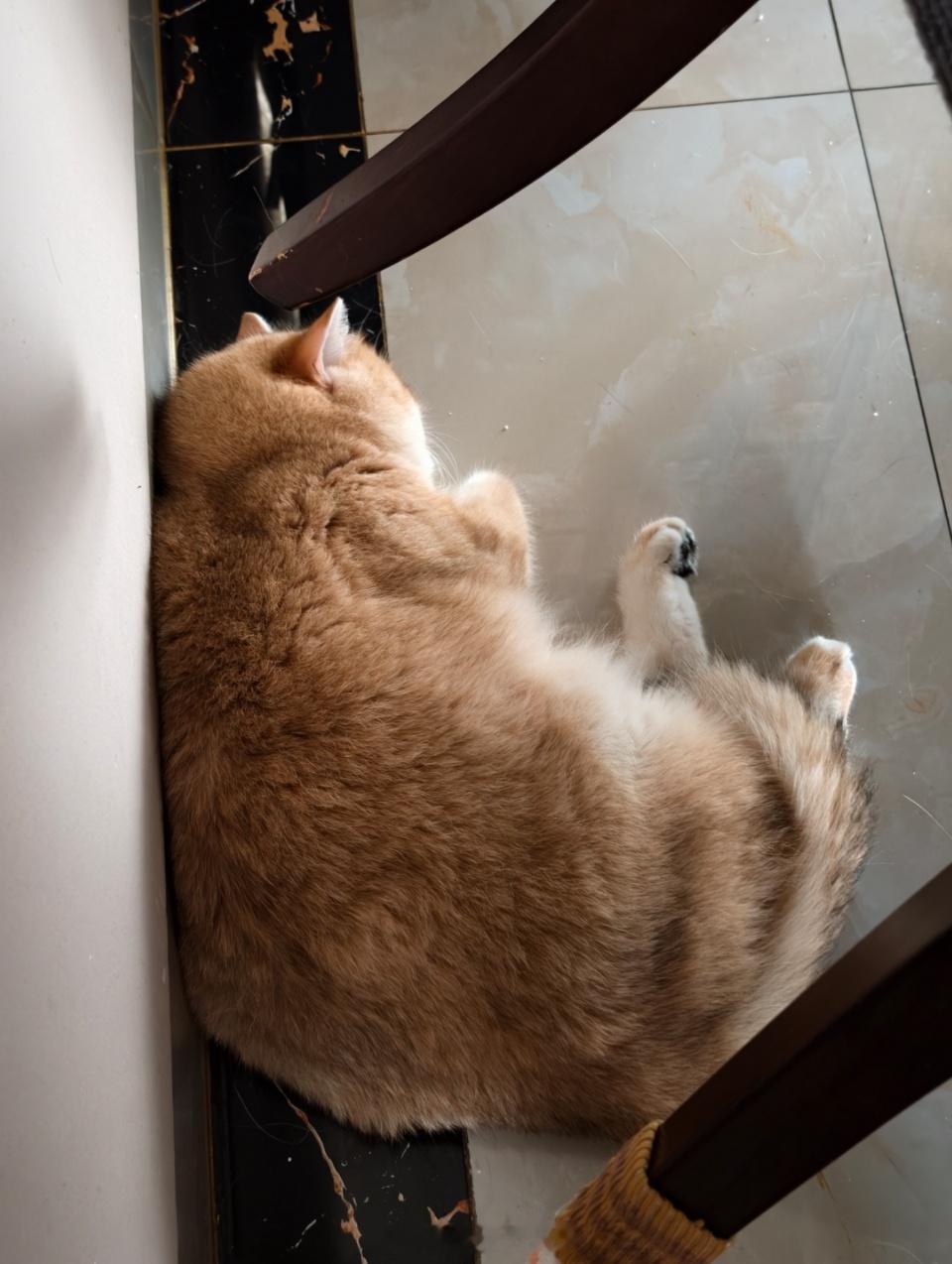 第一次见这么虚胖的猫，看着大卡车，美容完才这么点？