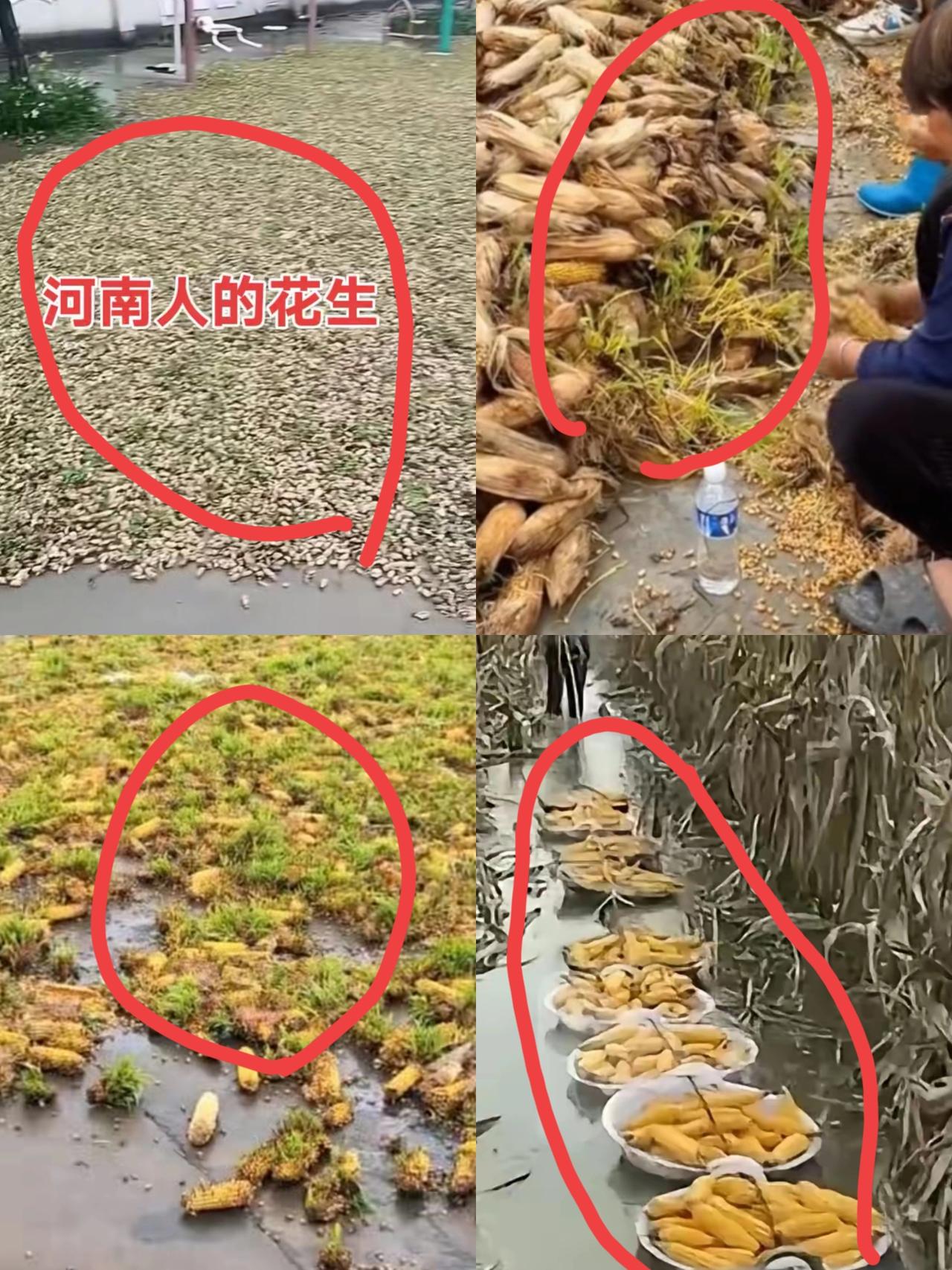 农民今年真的太难了！现在正是秋收秋种的季节，连续近一个月的阴雨天，让地里的庄