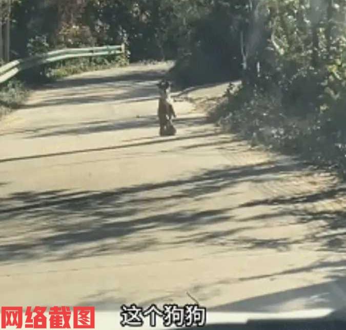 安徽广德有女子和老公开车在乡道上。不知怎么车前冒出有小狗，挡住车子的前行，不