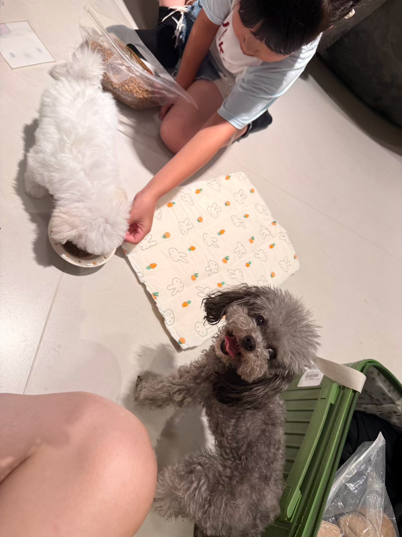 买到她的梦中情狗了
