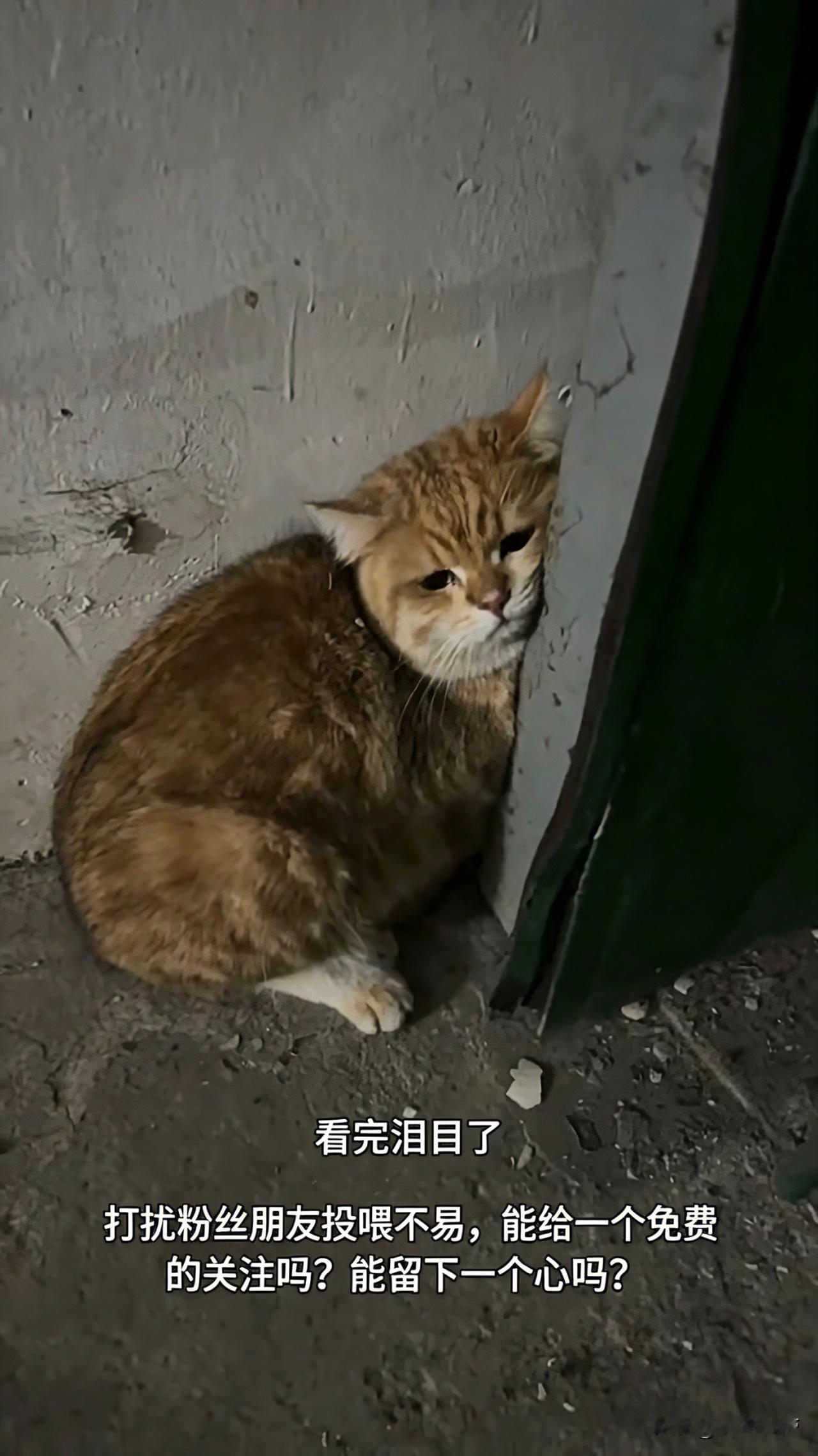 哎呀妈呀老铁们，瞅瞅这可怜巴巴的小橘猫！从大冬天天寒地冻的时候，一直喂养到现在五
