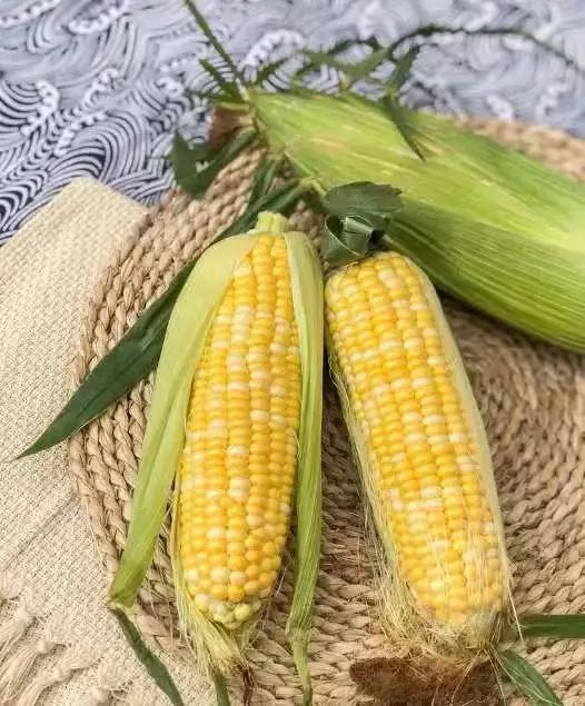 你知道吗？玉米竟然被称为“外星植物”，这是为什么？一位耕耘半辈子的老农告诉我，9
