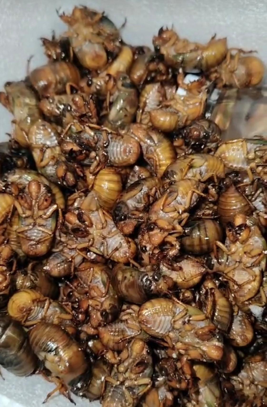 这玩意吃过吗？高蛋白的美味​​​