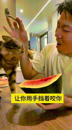 看着真的太有意思啦！主人在吃西瓜，故意逗小猫咪，一勺勺吃得香甜，就是不给它吃，把