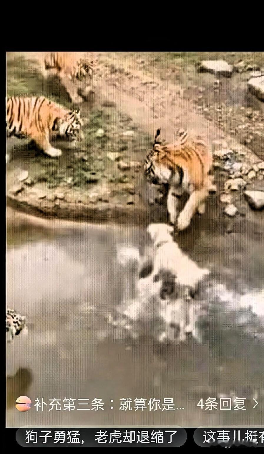 一群人在动物园围栏外观看老虎，突然间，一男子把一只狗子推了下去。这猝不及防