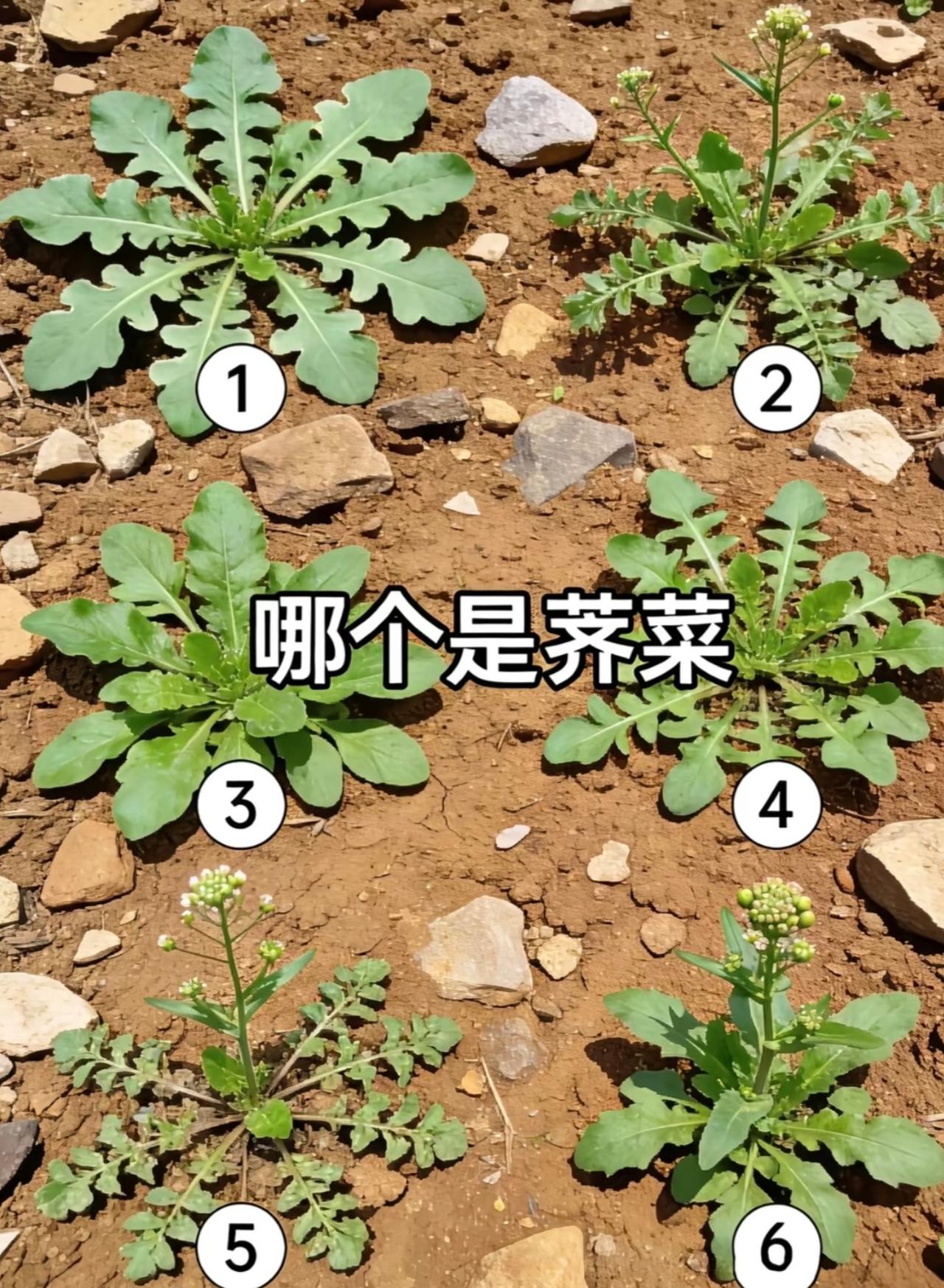 究竟哪个是荠菜？又到了吃春菜的季节，先提个每年全网都会问的问题。下面这张图