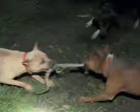 三只田园犬，围猎一条蛇大战两刻钟，蛇被咬死了为田园点赞，守护一家人真的太厉