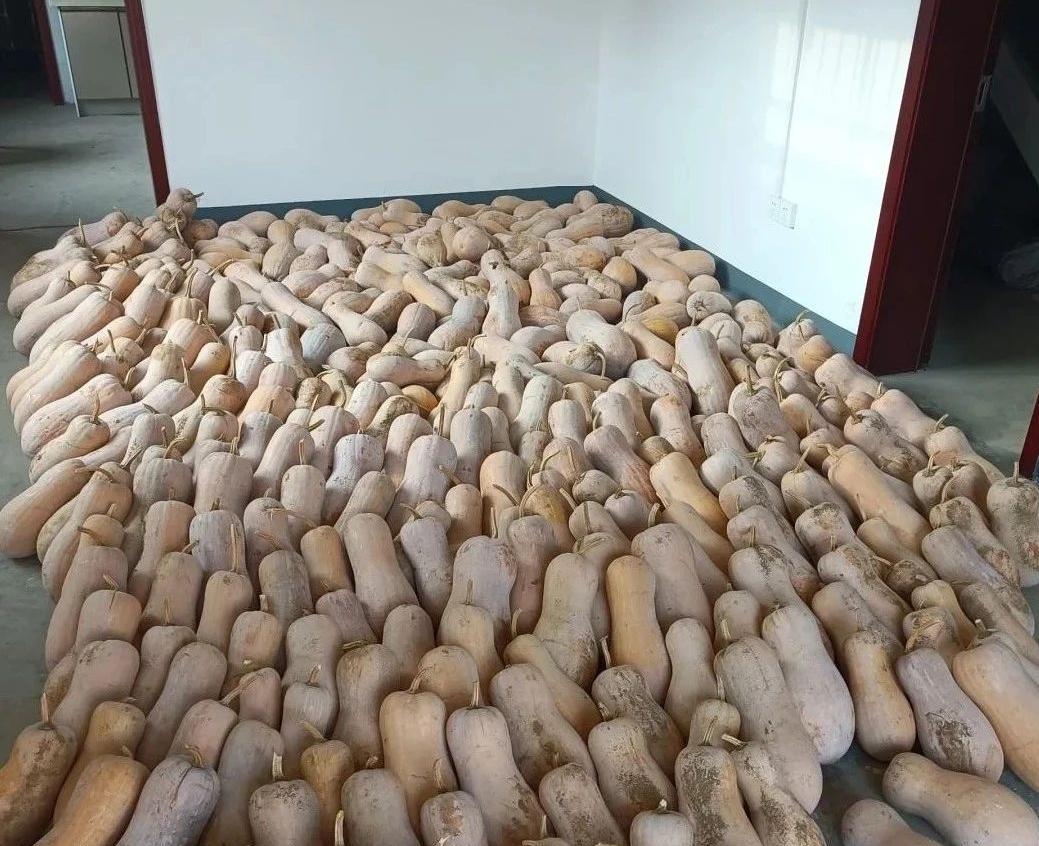 别人家北瓜大丰收，你羡慕吗？家有千万，不如贮存点北瓜蛋。农民把它当做家常菜，