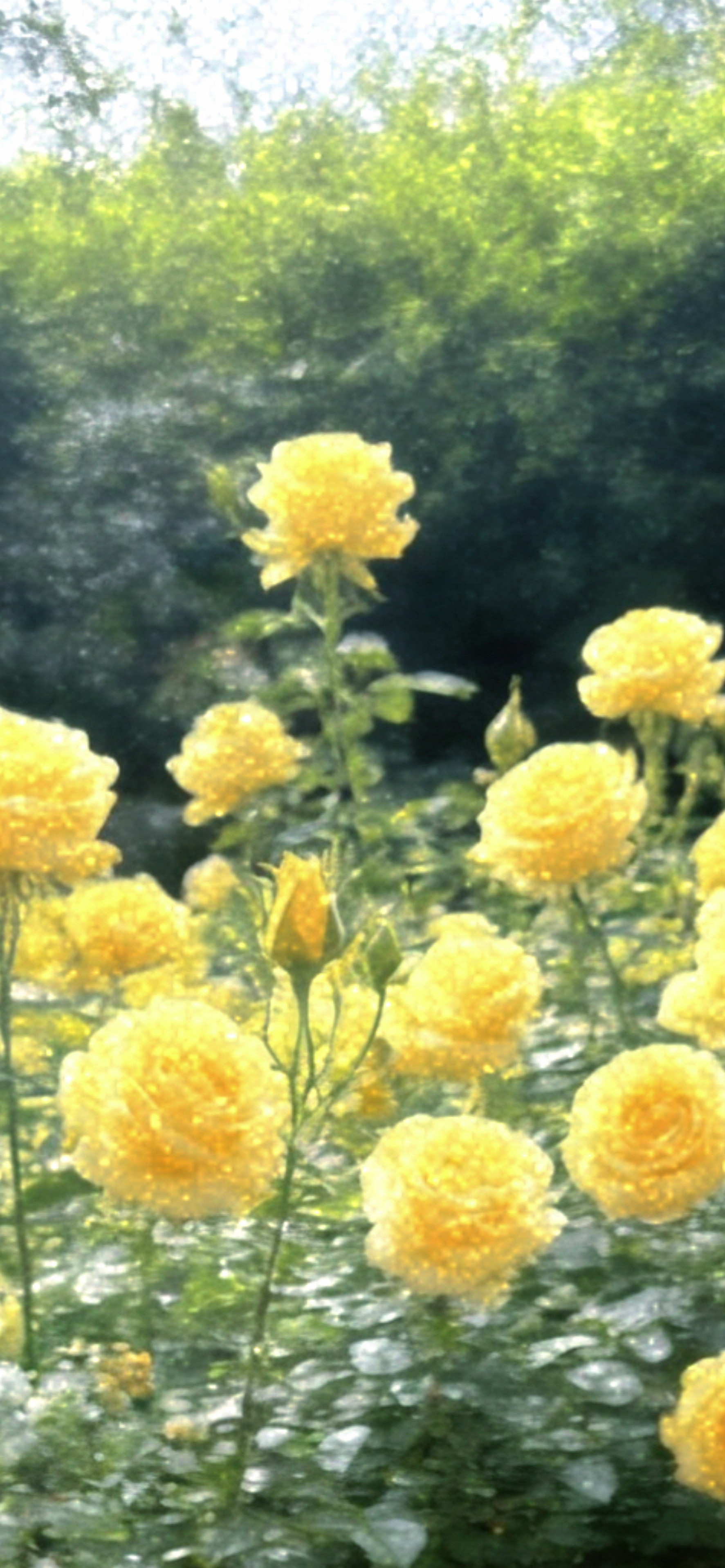 刘亦菲人太红是这样的，黄玫瑰比高定还让人眼红，每天都能见到各路女明星或者公众人