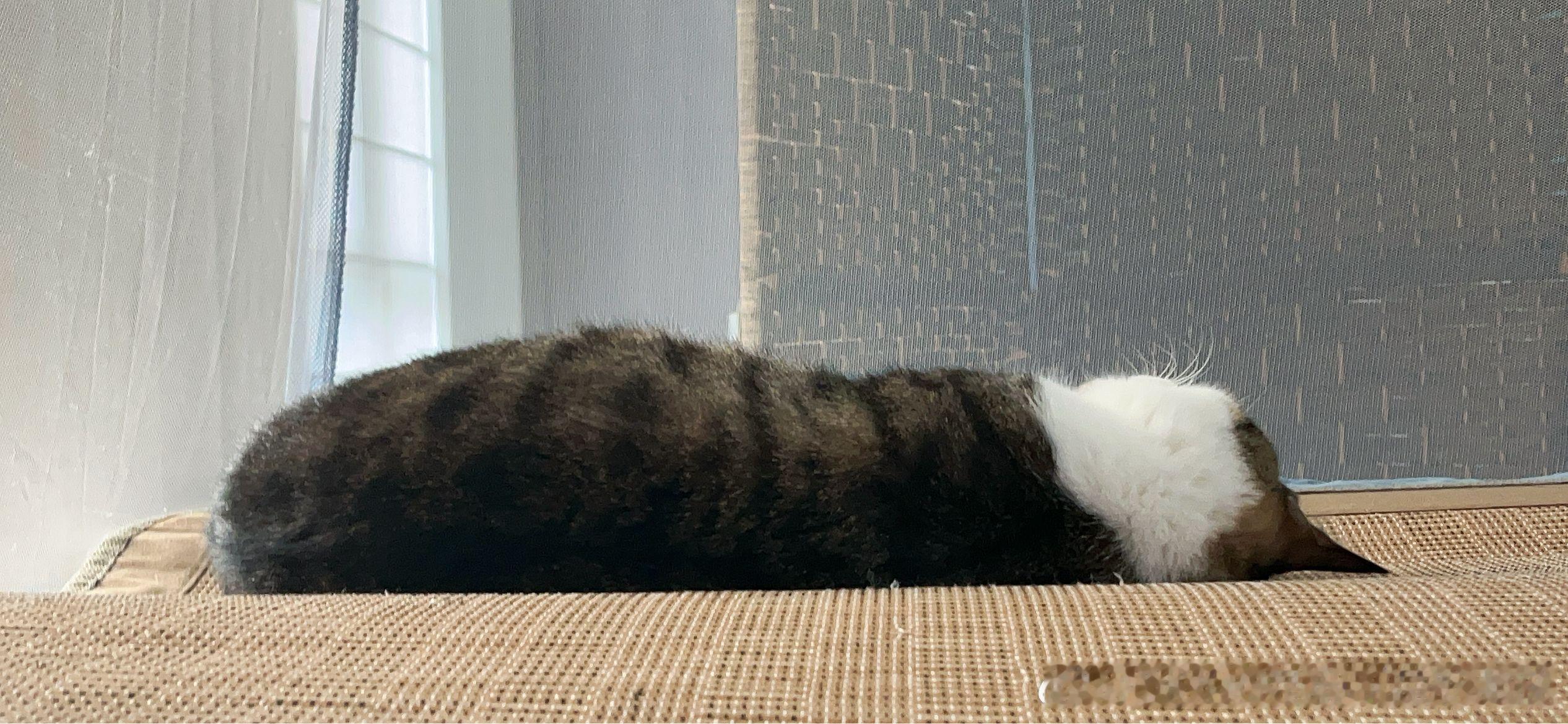 哦我的老天啊，快，史蒂文，快来看我发现了什么！一只猫猫虫———！