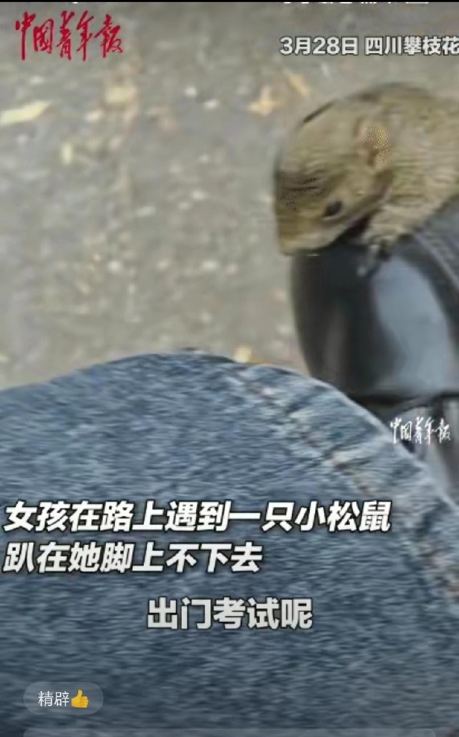 笑不活了！四川攀枝花，女孩去考试的途中，突然，一只小松鼠趴在她的脚上不走。她甩也