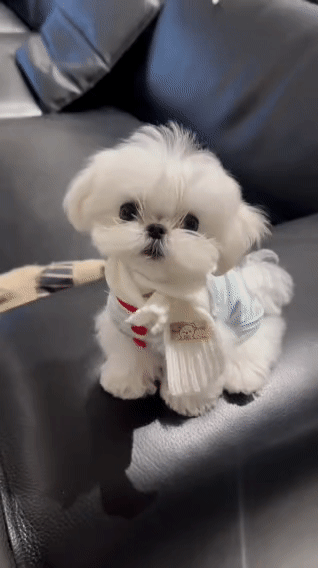 谁能拒绝一只会歪头杀的马尔济斯！心都化了谁懂啊！这只穿小衣服、戴围巾的马尔