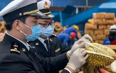 “赚中国人钱还毒害中国人？可谁能料到，泰国榴莲这事越挖越吓人，这泰国榴莲里竟藏着