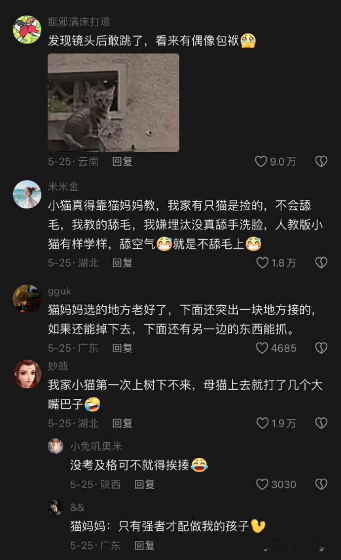 小猫也需要上猫猫技能课！真的就是勇敢猫猫不怕困难​​​​