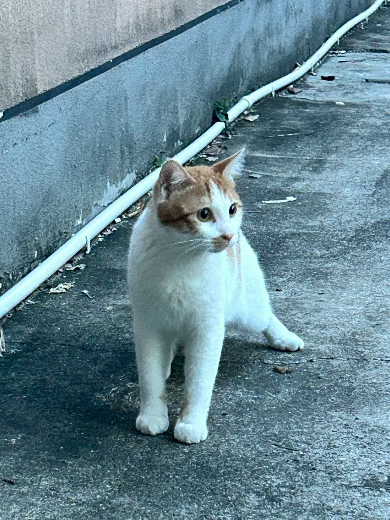 pyq刷到的小猫咪……太可爱了🐱