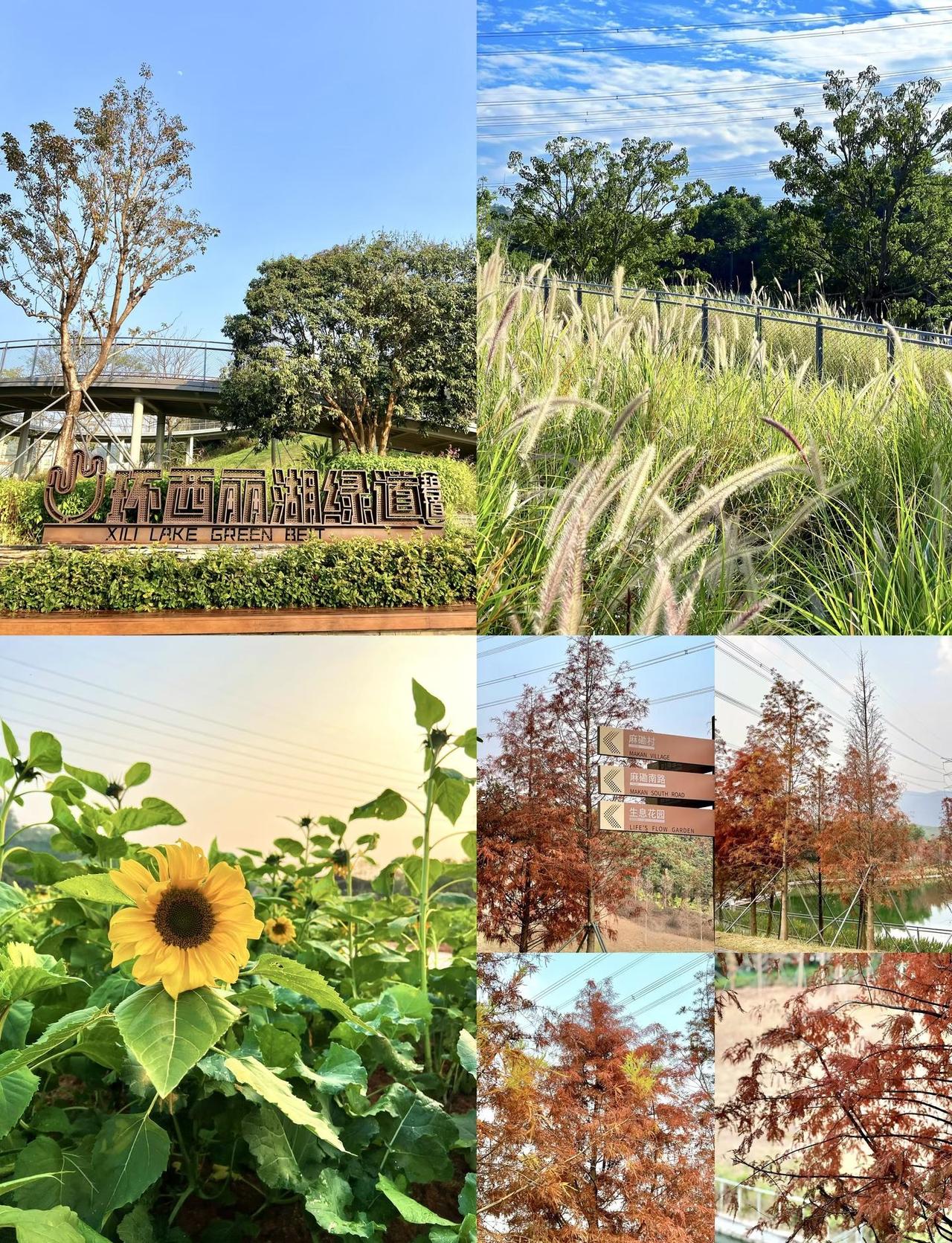 🌿环西丽湖绿道｜一条地铁直达的轻徒步路线🚶🏻‍➡️想散步，就沿着湖慢走