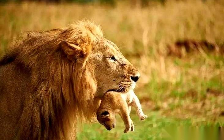 我跟你说，这世界上最狠的“上位”，不是宫斗剧，是狮子。新狮王登基，第一件事，就