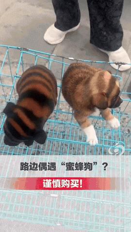 11月7日在江苏淮安街头，一个姑娘被路边小摊上的两只小狗吸引得挪不动脚，这两只小