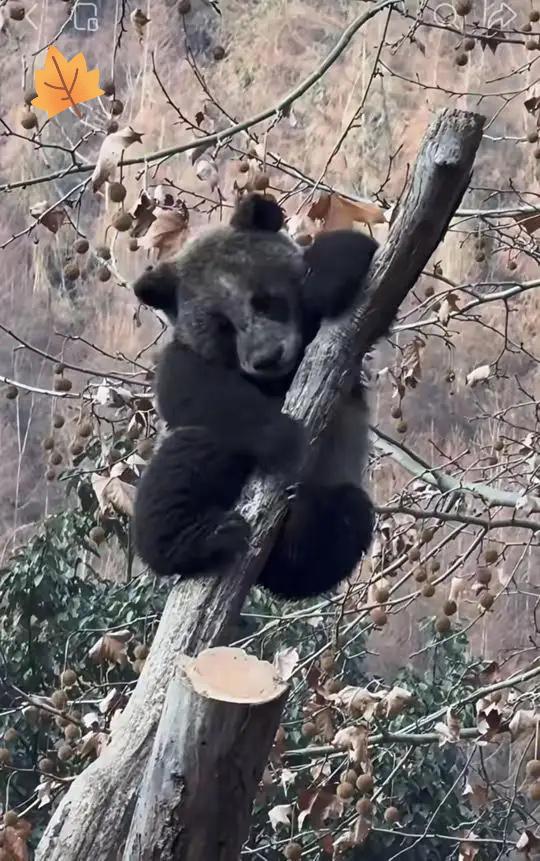 嘛呀，快来围观，全球最黑的大熊猫来了！谁能想到，印象里黑白分明的国宝，居然能