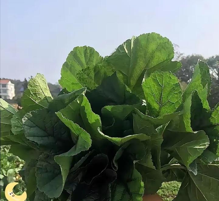 “广东工厂招工，现在全变味了。以前是厂门口贴张红纸，你进去，跟厂里签合同，拿底