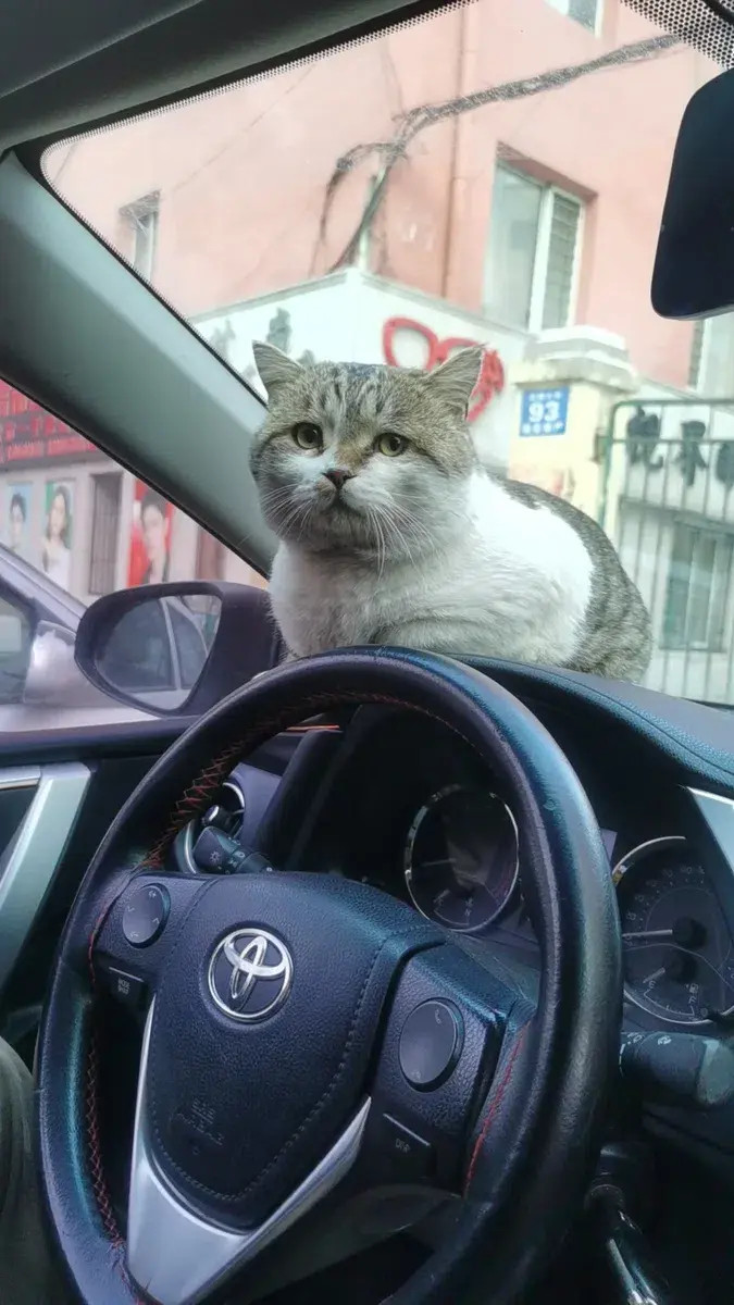 网友：一只猫咪突然出现在我家车顶上，当我打开车门时，它迅速钻了进来，然后，一切就