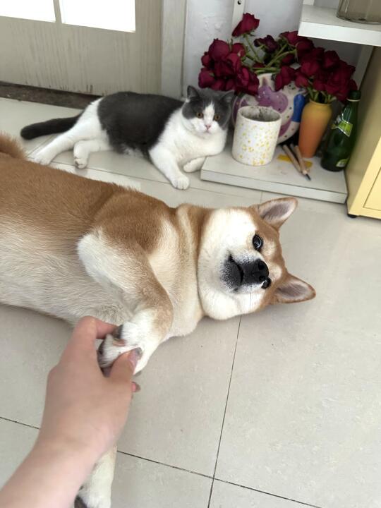 小狗不语 只是一味的吃醋…..